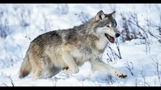 Episode 1 Taxonomy of Life - Order Carnivora- Family CANIDAE