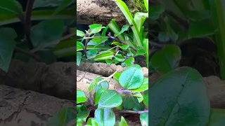 Multi-Species Bioactive Terrarium | Part 3 #pets #ants #animals #nature #wildlife