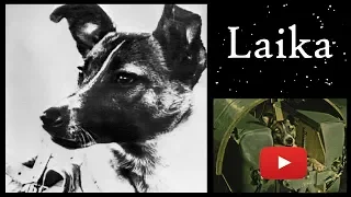 The Tragic Story of Laika - The First Dog in Space