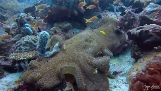 3 Diving Manado Mainland