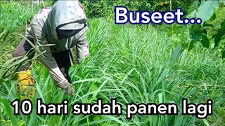 Rumput Setaria Pakan Andalan Untuk Kambing Domba Dan Sapi  || Bank Pakan Ternak