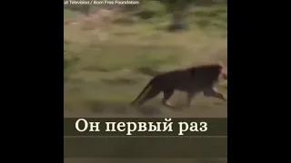 Эмоции животных после выхода на свободу из цирка🥺