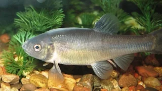 Species Profile # 35: The Fathead Minnow (Pimephales promelas)