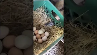 Snake eats egg,  змея глотает яицо