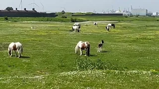 Это видео прислал сын из Англии. Лошадки в парке у форта Water Gate на Темзе.