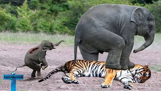 Top 10 Extreme And Craziest Animals Fights With The Wrong Opponent