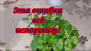 Хризантема мультифлора! Черенок собирается цвести ! Что делать?