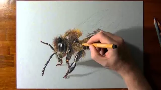 Пчела как живая, невероятно, лучший 3D.the best artist in the world