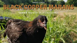 Black Copper Marans: 3-Month-Old Chickens