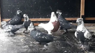 Кабутар сотилади Доставка  бор АНДИЖОНДА  #кабутар #голуби #pigeon #kabutar