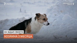 Сибирский Хатико три месяца в поле на морозе ждал своего хозяина