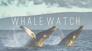 Whale Season in Maui