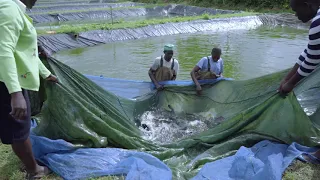 Supporting local fish farmers in Kenya - AgriFI Kenya