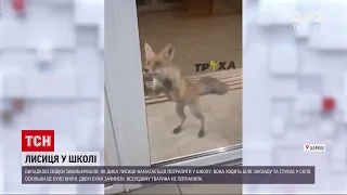 Новини Харкова: до однієї зі шкіл намагалася пробратись дика лисиця
