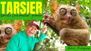 TARSIER World's Second Smallest Primate CONSERVATION AREA IN BOHOL PHILIPPINES #lovethephilippines