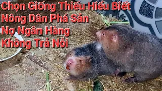 Cách chọn dúi má đào đẻ 8 con/1 lứa. Phá sản bán nhà vì không biết chọn giống