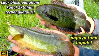 climbing perch fishing - fishing a big climbing perch in the middle of the Kalimantan forest