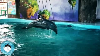 Лазаревский дельфинарий-2020