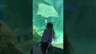 Красивый и большой скат улыбается. Прогулка в Москвариуме 🐠🐋🦈