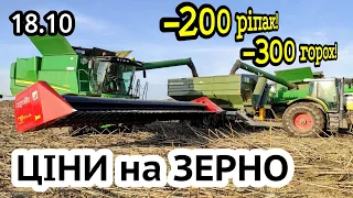 Ціни на зерно 18.10! Чи буде голод? Ріпак дешевшає, Соняшник зупинився, Кукурудза ріст