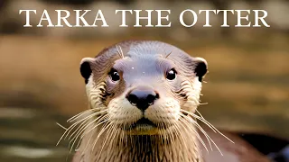 Tarka The Otter in Real Life | 4K Film