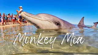 Discover MONKEY MIA & SHARK BAY | World Heritage Listed Wonderland of Natural Attractions & Wildlife