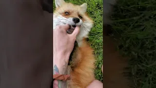 My friend DixieDo fox likes fingers