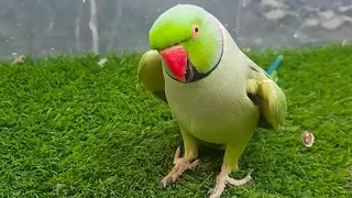 Sonu Is Really Cute Green Ringneck Talking Parrot || Full Of Fun Urdu Hindi Speaking Parrot