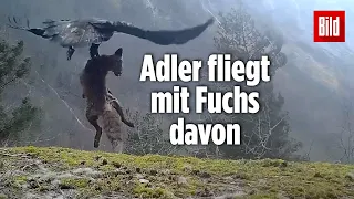 Norwegen: Adler krallt sich einen Fuchs