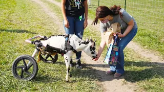 Man gives deformed miniature cow a second chance at life