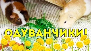 МОРСКИЕ СВИНКИ и ОДУВАНЧИКИ / SvinkiShow