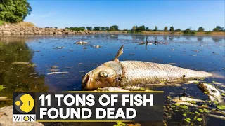 WION Climate Tracker: Huge numbers of dead fish wash up off German-Polish river