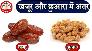 खजूर और छुआरा: इनके बीच अंतर जानें | Discover the Difference Between Dates and Raisins