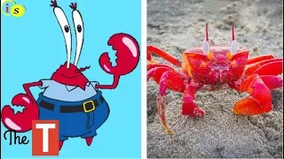 SpongeBob SquarePants Characters In Real Life 2017 !!