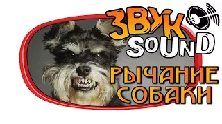 Рычание собаки ЗВУК / собака рычит, злая собака | Dog growling, dog growls, dog roar, angry dog