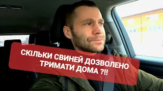 Скільки дозволено тримати свиней дома!!!