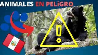 ✅ANIMALES en PELIGRO de EXTINCIÓN en PERÚ | Los 8 mas Preocupantes en este 2024