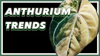 ANTHURIUMS are TAKING OVER | Pretty in Green Documentary