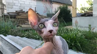 Канадский Сфинкс Тиграш Бесшерстный кот Canadian sphynx Hairless cat