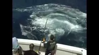 HUGE Black Marlin eaten by SHARK