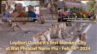Lopburi Starts Relocating Monkeys to a new Monkey City on Feb 14 2024 - A film by David Found