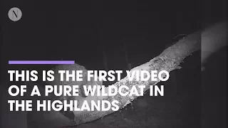 First ever video evidence of wildcats in the Highlands unveiled