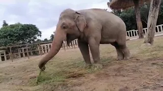 Elephant activities, Update Beautiful Kaavan (Rescued Elephants) [Episode 46]