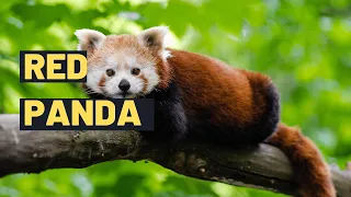 Red Panda: The Adorable Red Panda - Fun Facts for Kids | Where are they Found ?