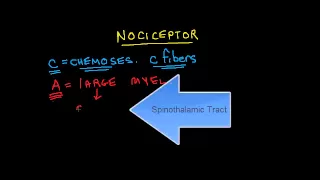 Nociception 1 of 4: A Fibers vs C Fibers