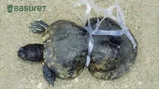 La Triste Historia de la Tortuga Deformada por la Basura