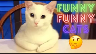 2 HOUR BEST FUNNY CATS COMPILATION 2023 😂| The Best Funny And Cute Cat Videos 14 !😸 😸