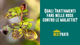 Quali trattamenti fare nelle rose contro le malattie?