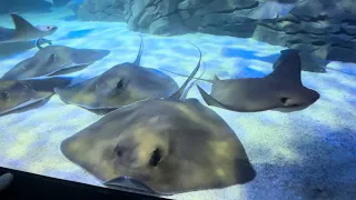 Amazing Stingrays at Ripley’s Aquarium of Canada  #beautiful #satisfying #amazing #stingray