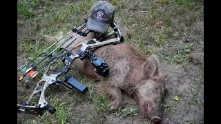 SOW DOWN! Archery Hunting hogs-8/5/23